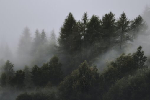 Photo of Foggy Forest by Eberhard Grossgasteiger