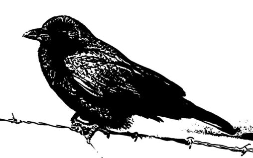 drawing of a bird perched on barbed wire